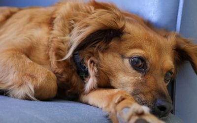 Vaccine Available for New Dog Flu Strain