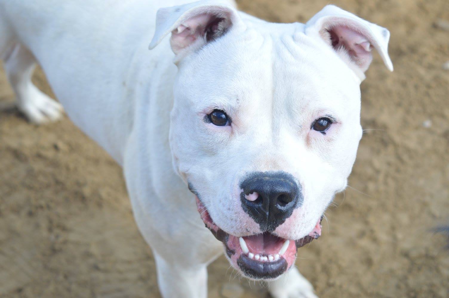 Our History - Gardner Animal Care Center - Gardner, MA Veterinarian