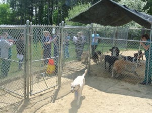 Doggie Daycare - Gardner Animal Care Center