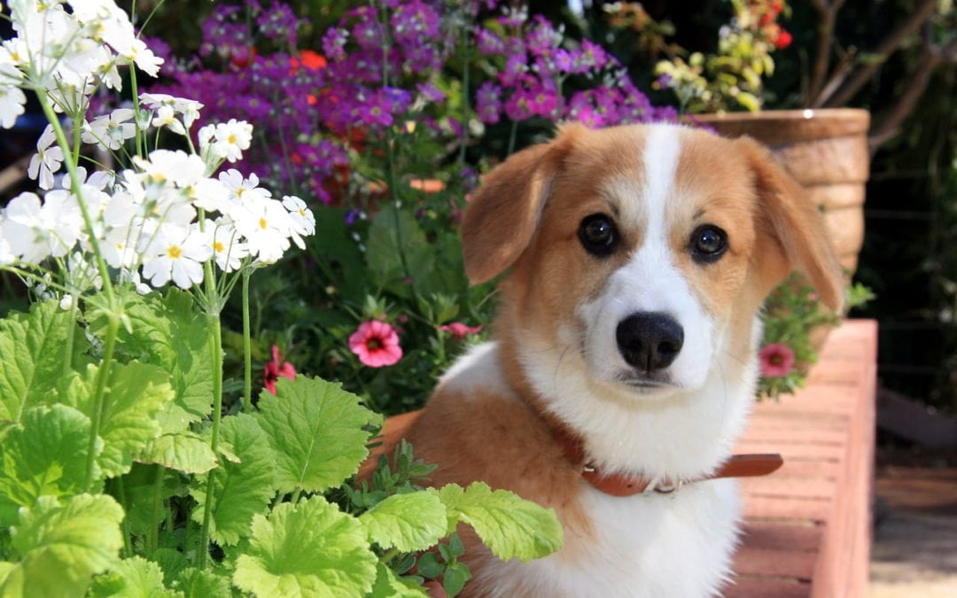 Keep Your Pet Away From These Garden Toxins