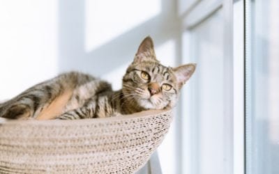 How To Keep Your Cat From Scratching