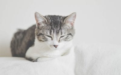 Important Tips for Senior Cat Health