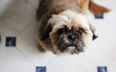 Thanksgiving and Your Pets