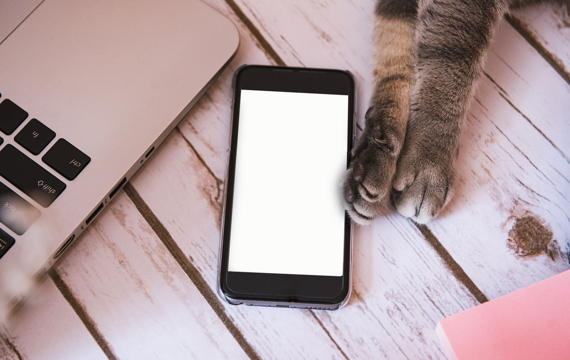 Кошачья лапа держит смартфон. Лапа держит телефон. Cat Paw holds Phone. Лапа держит экран телефона. Pet phone