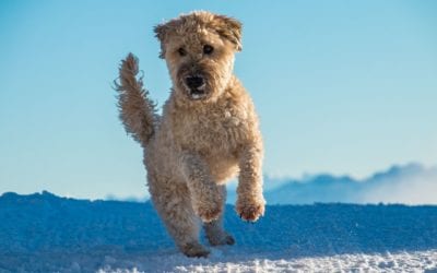 A Healthy Pet Weight in Four Steps