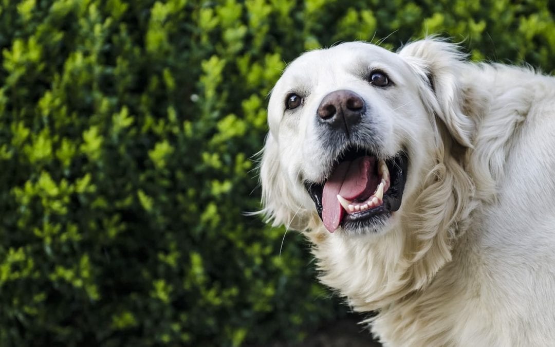 How to Brush Your Pet’s Teeth