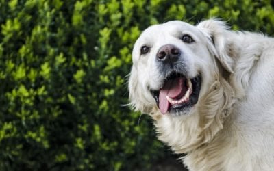 How to Brush Your Pet’s Teeth