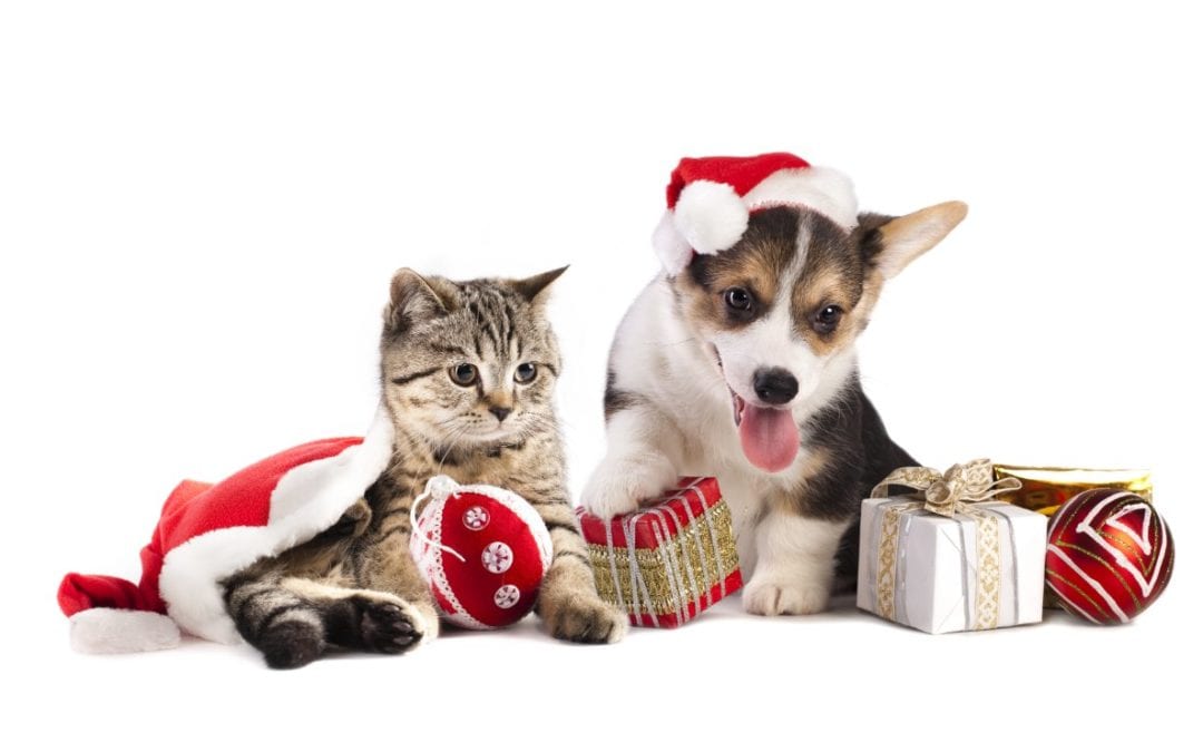 Tis The Season: Holiday Gifts For Your Pet
