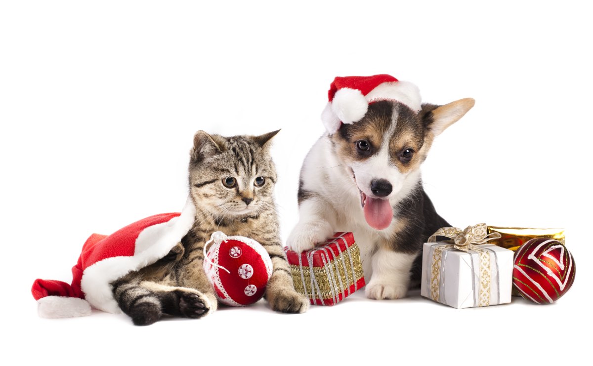 Tis The Season: Holiday Gifts For Your Pet - Gardner Animal Care Center