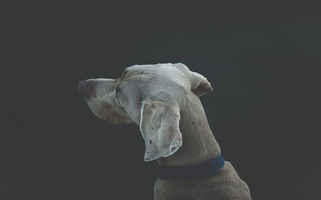 How To Clean Your Dog’s Ears