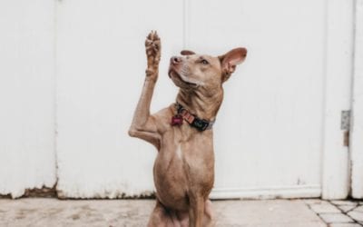 Dog Communication: How To Know What Your Dog Is Communicating