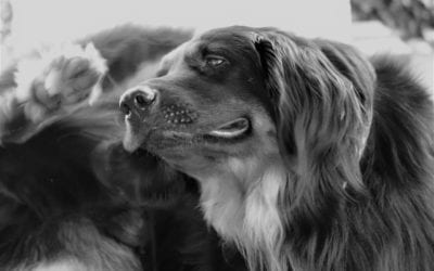 How To Know If Your Pet Has Allergies
