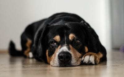 Holiday Stress: Pets Get It Too