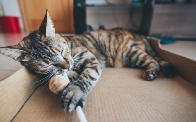 How To Train Your Cat