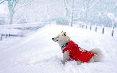 Winter Safety Tips For Your Pets