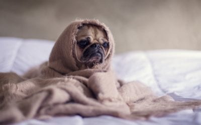 The Facts About Kennel Cough In Dogs