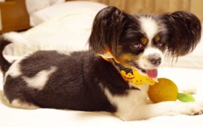 3 Ways To Keep Your Pet Safe This Halloween
