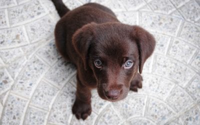 5 Core Vaccines That Every Puppy Needs