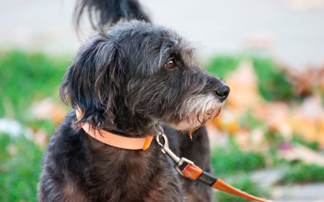Training Your Pet to Walk on a Leash