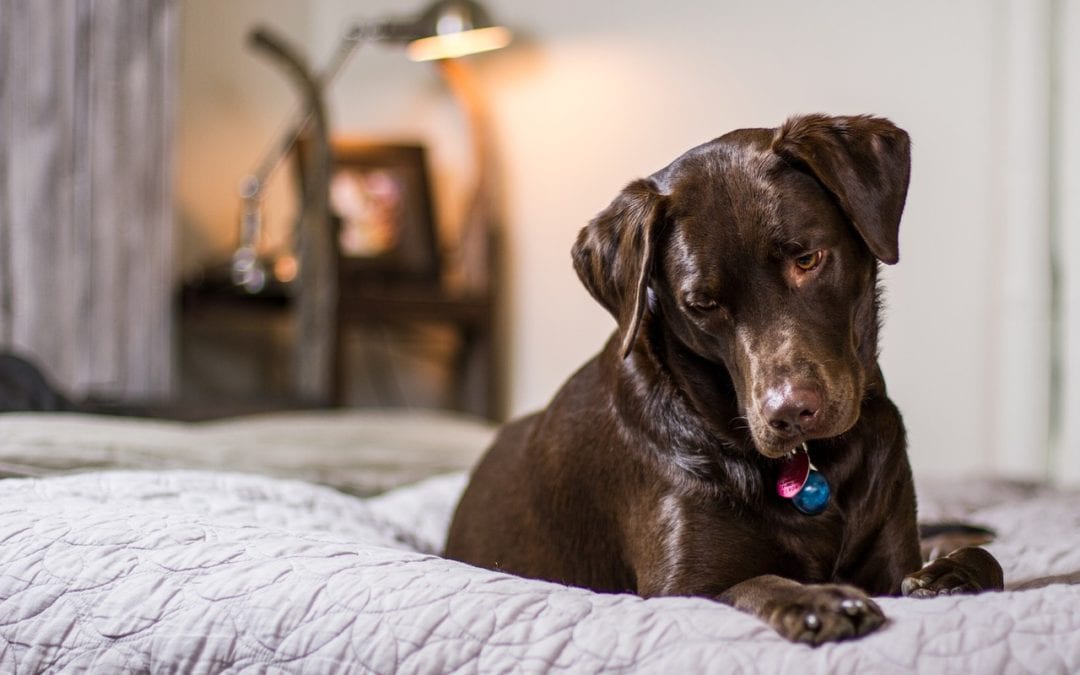 4 Ways to Ease Your Pet’s Stiff Joints