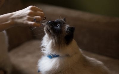 The Right Diet for Your Cat
