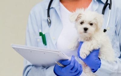 COVID-19 and What Pet Owners Should Know