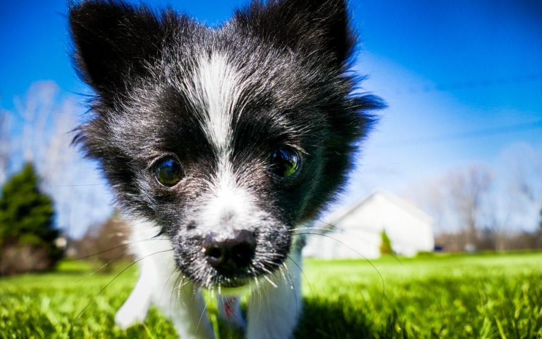 Our Tips for Socializing Your New Puppy