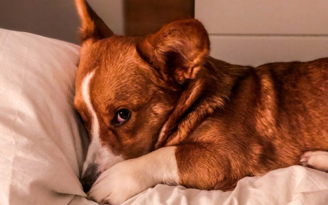Shelter from the Spring Storm for Your Pet