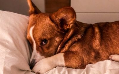 Shelter from the Spring Storm for Your Pet