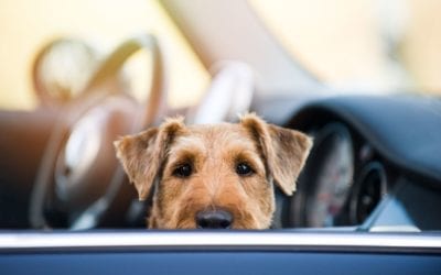 Everything You Need To Know About Curbside Check-In