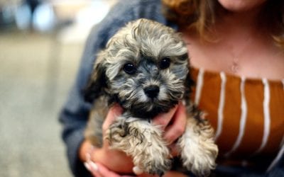 3 Reasons Why Routine is Important for a New Pet