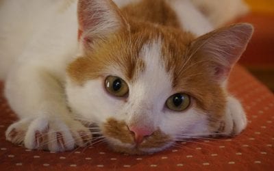 Why Your Pet’s Nails Should Be Trimmed Regularly