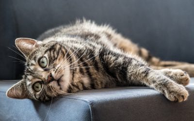How to Help Your Pet Beat the Heat