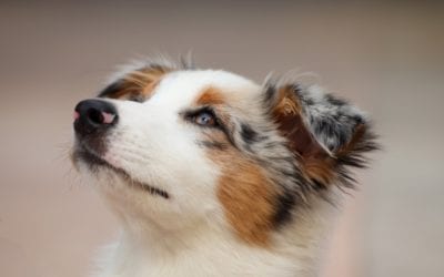 How to Safely Feed Your Pet During Your Barbecue