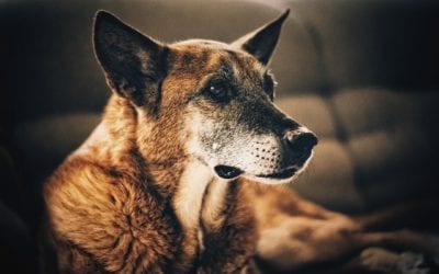 3 Ways to Manage Cognitive Dysfunction At Home