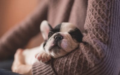 How to Prevent Separation Anxiety From Developing in Your New Puppy