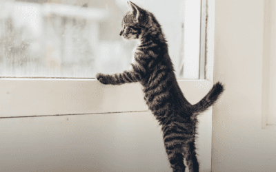 Why has my veterinarian been SO busy?