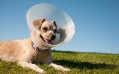 What Happens During My Pet’s Neuter Surgery?