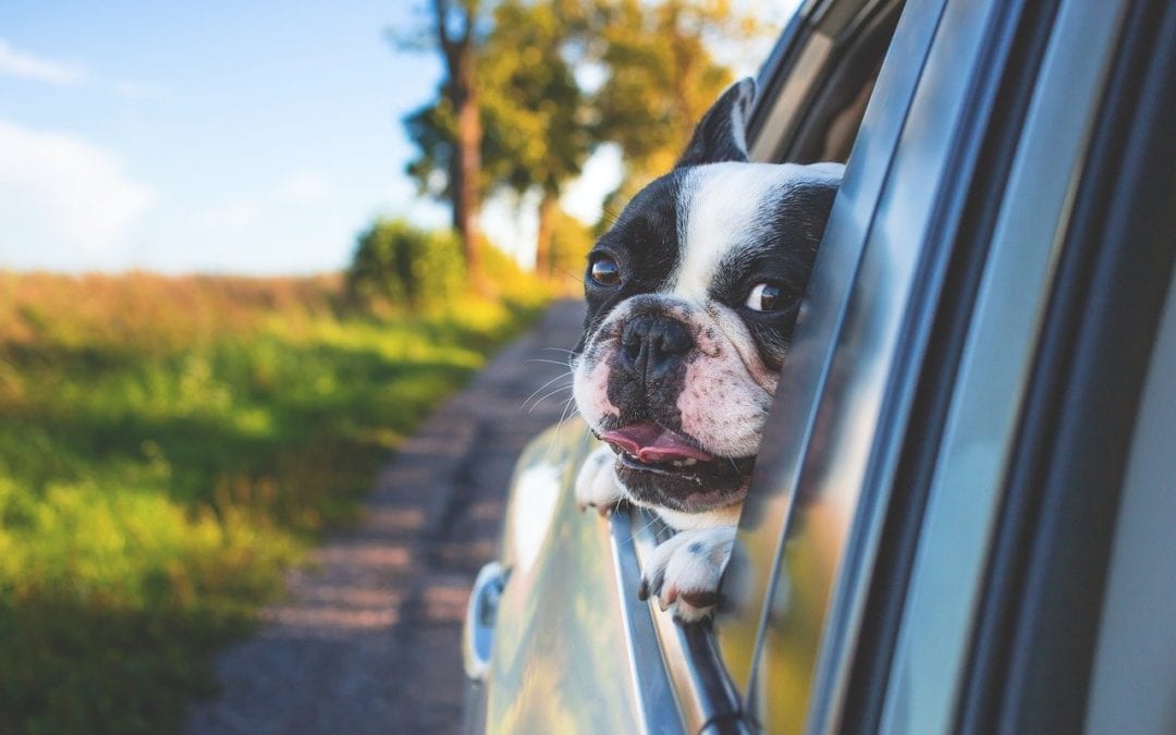 Buckle Up! Car Travel Safety Tips for Pets