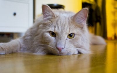 Are Hairballs Normal for Cats?