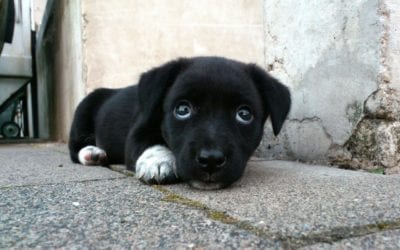 What To Do If Your Pet Ate a Poison