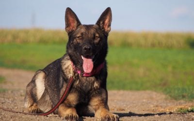 Heartworm Myths: Debunked!
