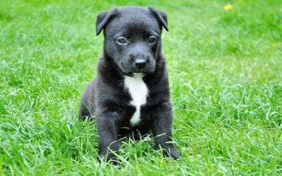 Questions to Ask Before Fostering a Pet