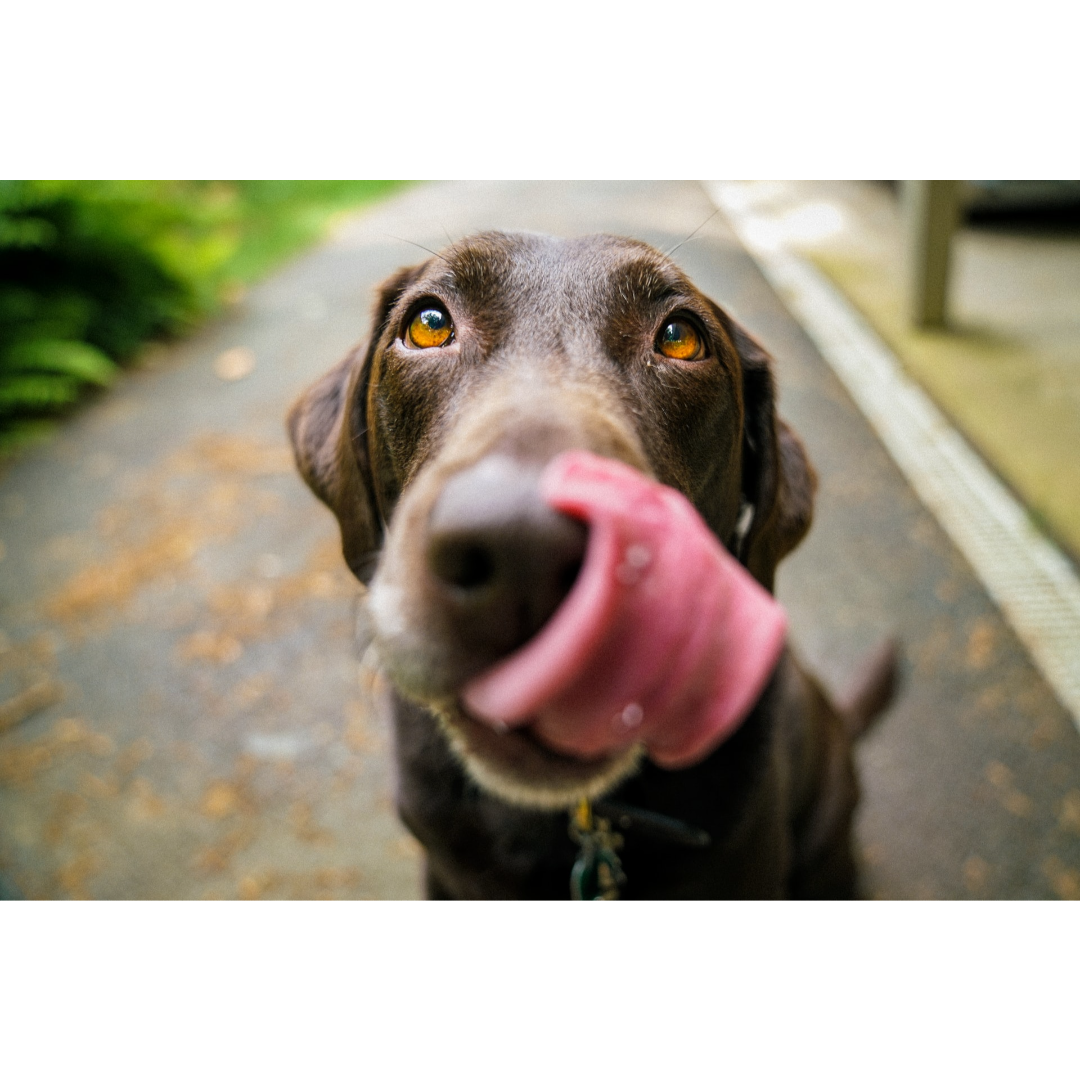 Why Is My Dog Licking Their Paws Gardner Animal Care Center