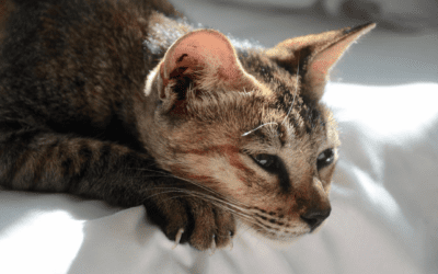 Recognizing Pain in Your Cat
