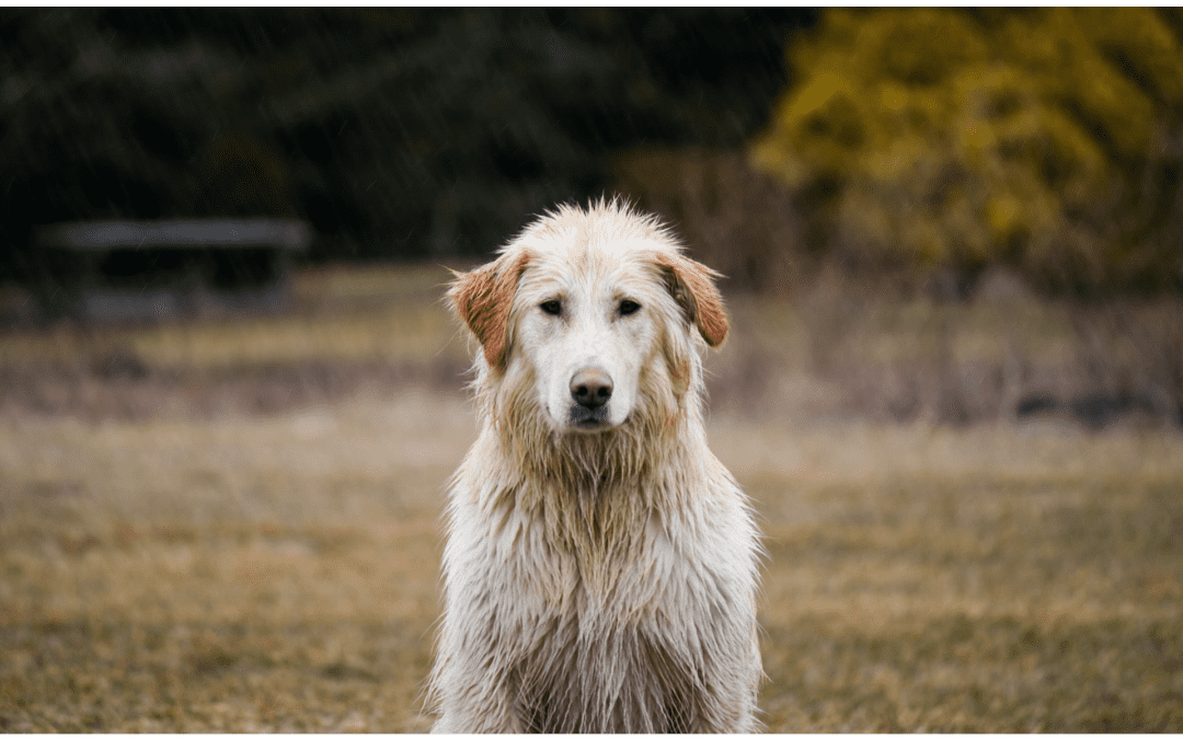 It’s Time to Make a Disaster Plan for Your Pet