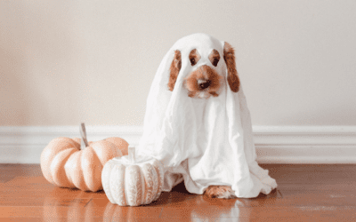 Halloween Treats to Keep Away from Your Pet