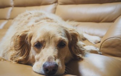 How To Spot Signs of Pain in Your Pet