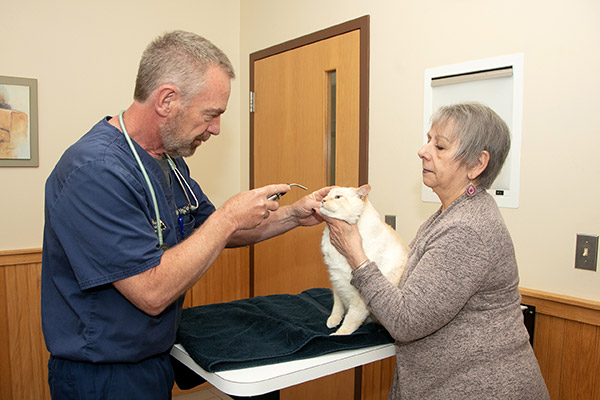 photo of vet performing cat exam