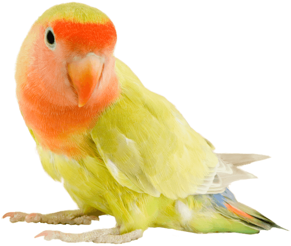 colorful pet bird
